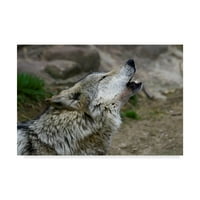 Заштитен знак Ликовна Уметност Мексикански Волк Завива Платно Уметност Од Галоимажи Онлајн