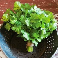 Фери-морни растенија живеат растенија за бебиња 1-3in. Cruiser Cilantro, 3-пакет