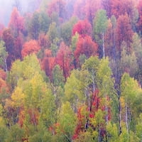 Јута-Логан Поминете Со Јасика и Јавори Во Есенска Боја Од Силвија Гулин