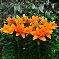 Подобри домови и градини на отворено во живо растение Азитски крин ситни двојно вас портокалова 2.5QT, сонце