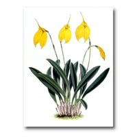 DesignArt 'Орхидеи ретро цвеќиња на Фармас од платно за печатење на wallидови од платно