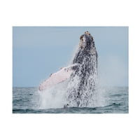ГУИЛЕРМО ОСА „Миграција на кит на кит“